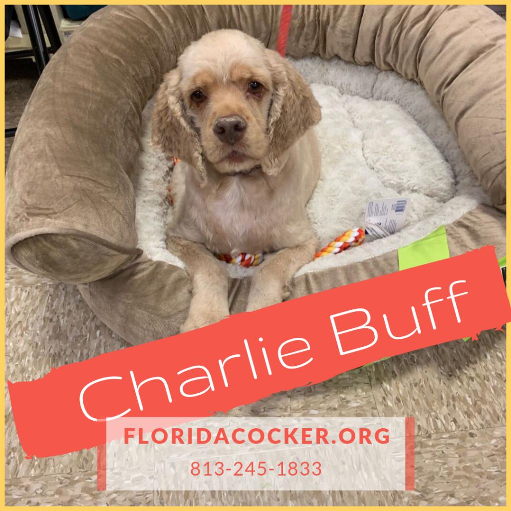 Charlie Buff