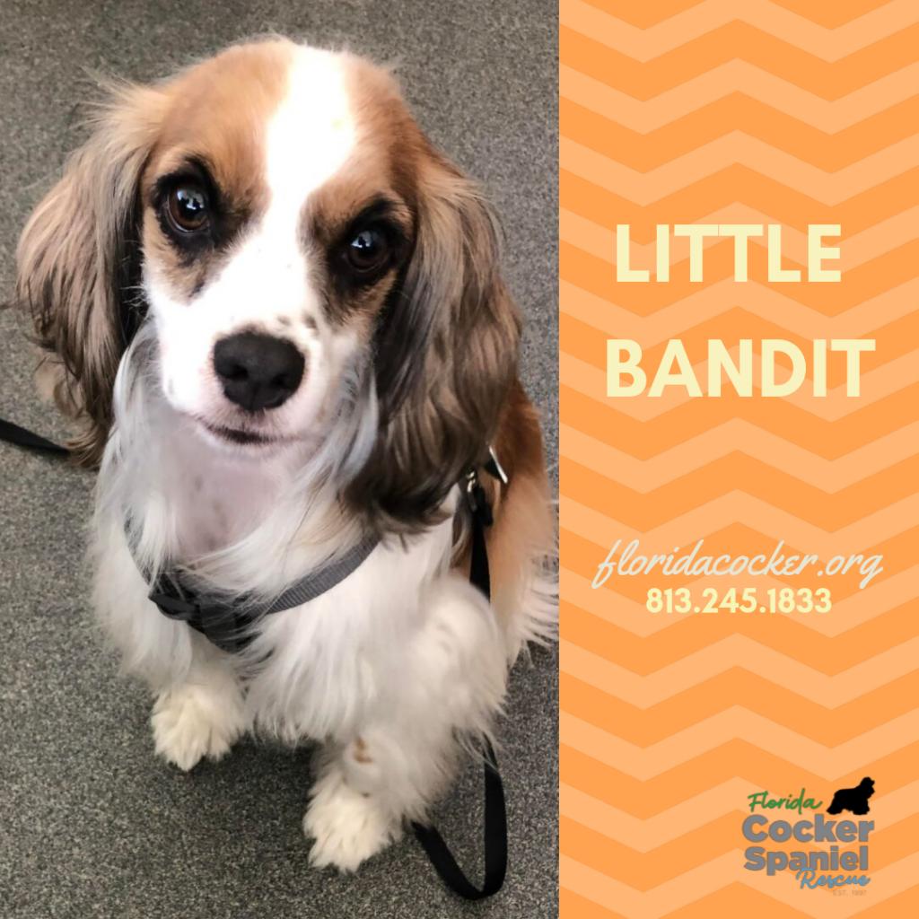 Little Bandit