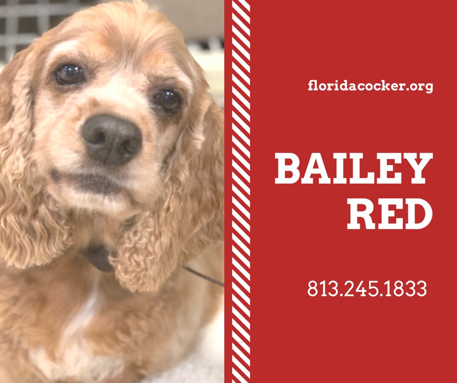 Bailey Red(1)