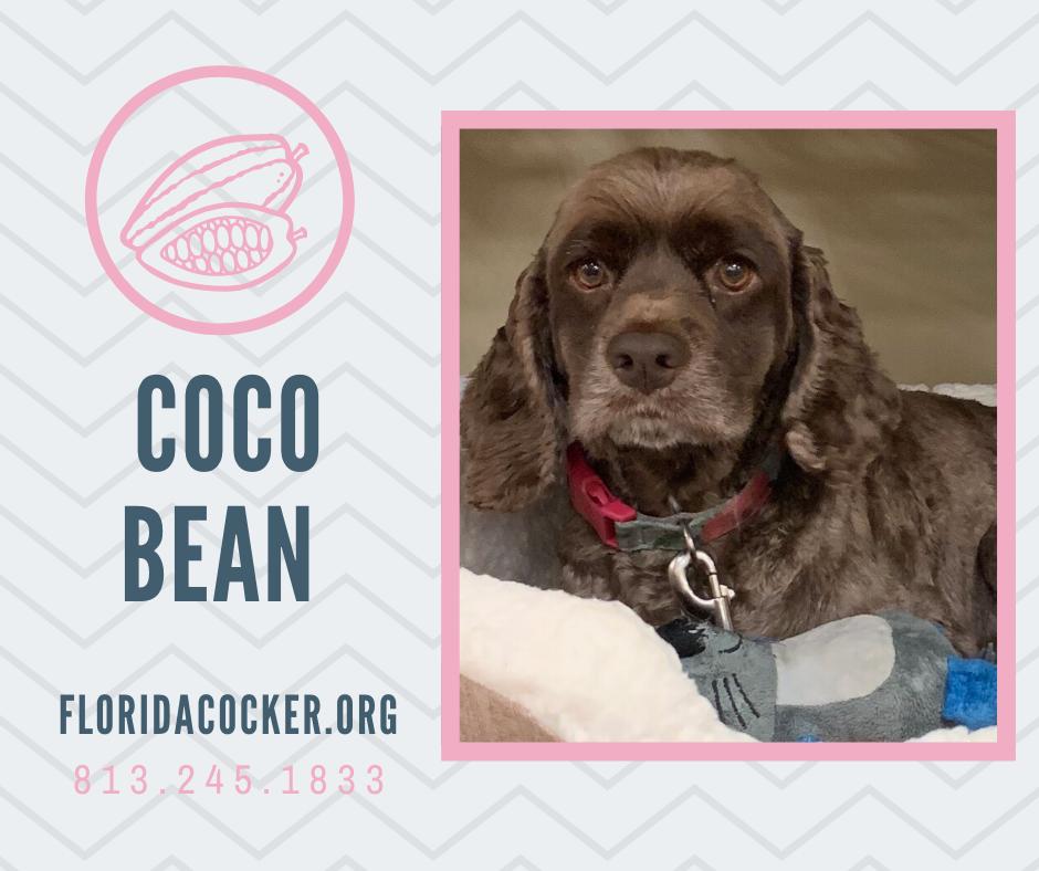 Coco Bean