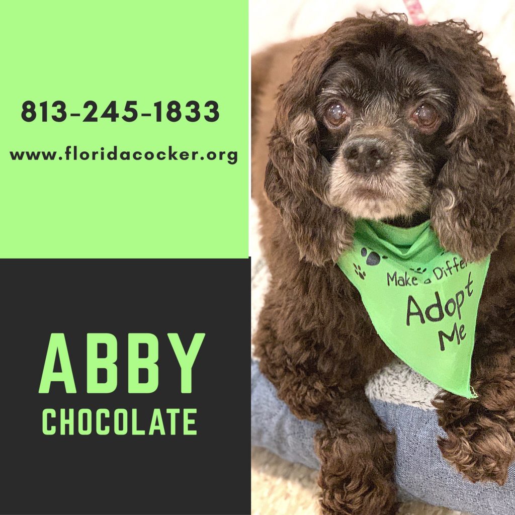 Abby Chocolate