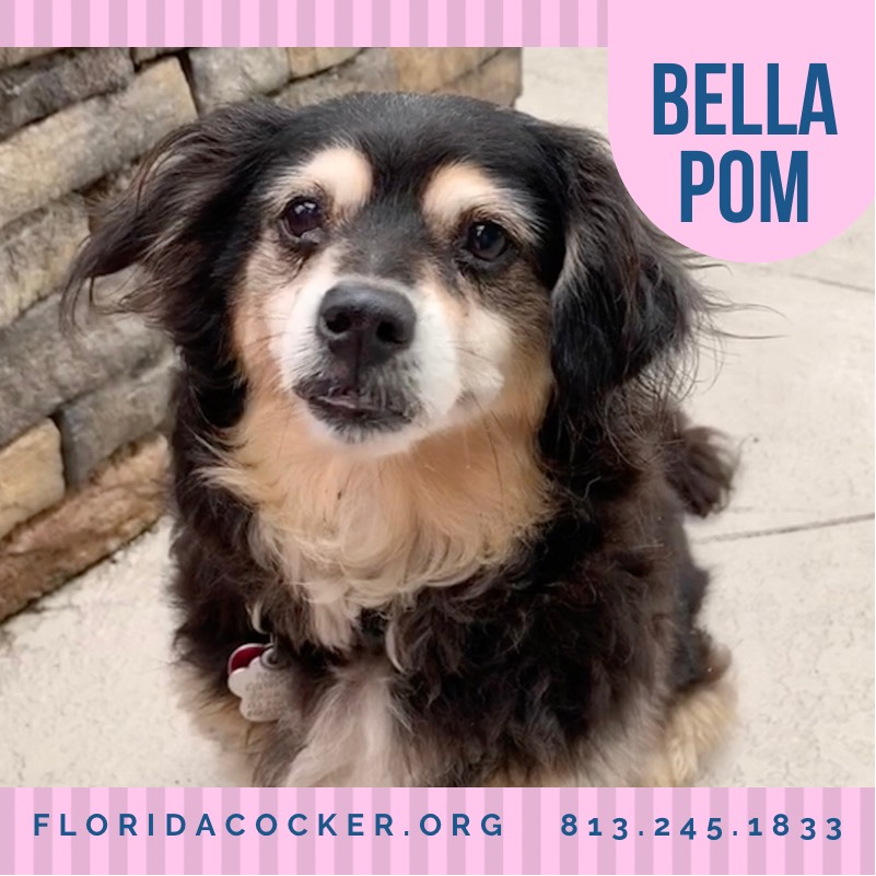 Bella Pom