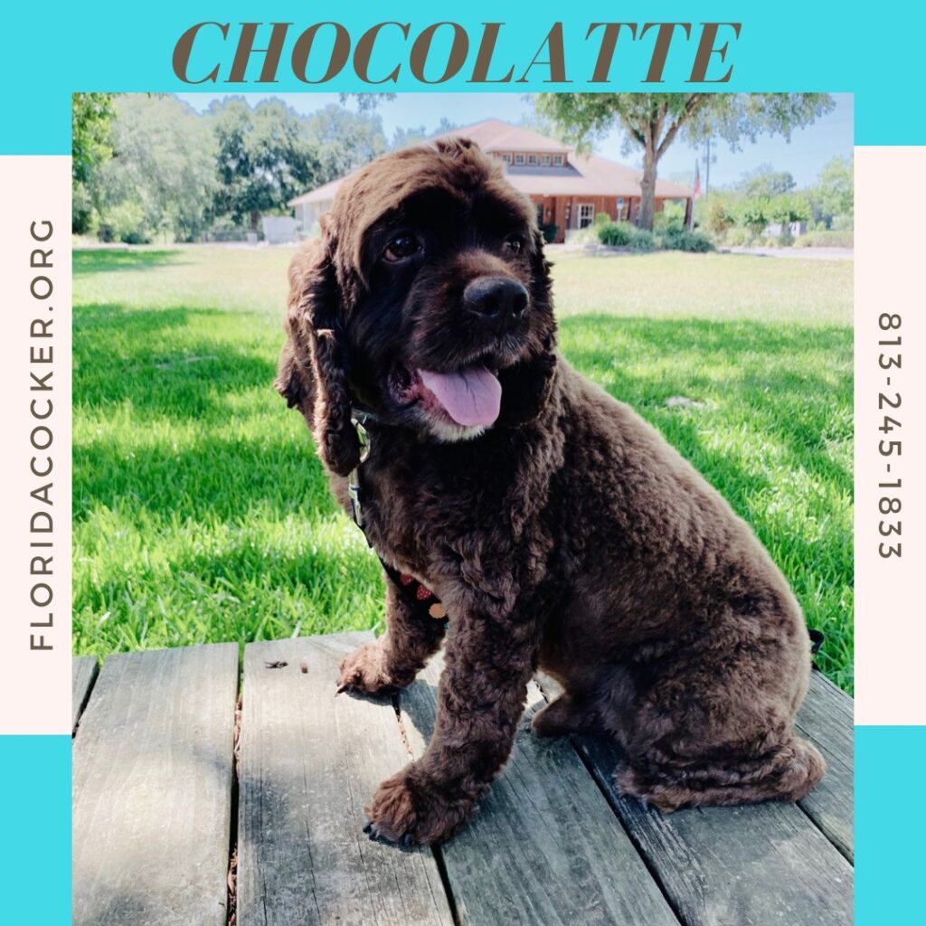 Chocolatte