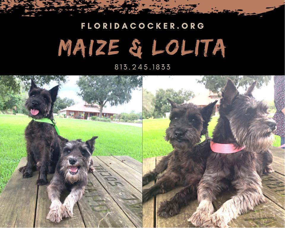 Maize And Lolita