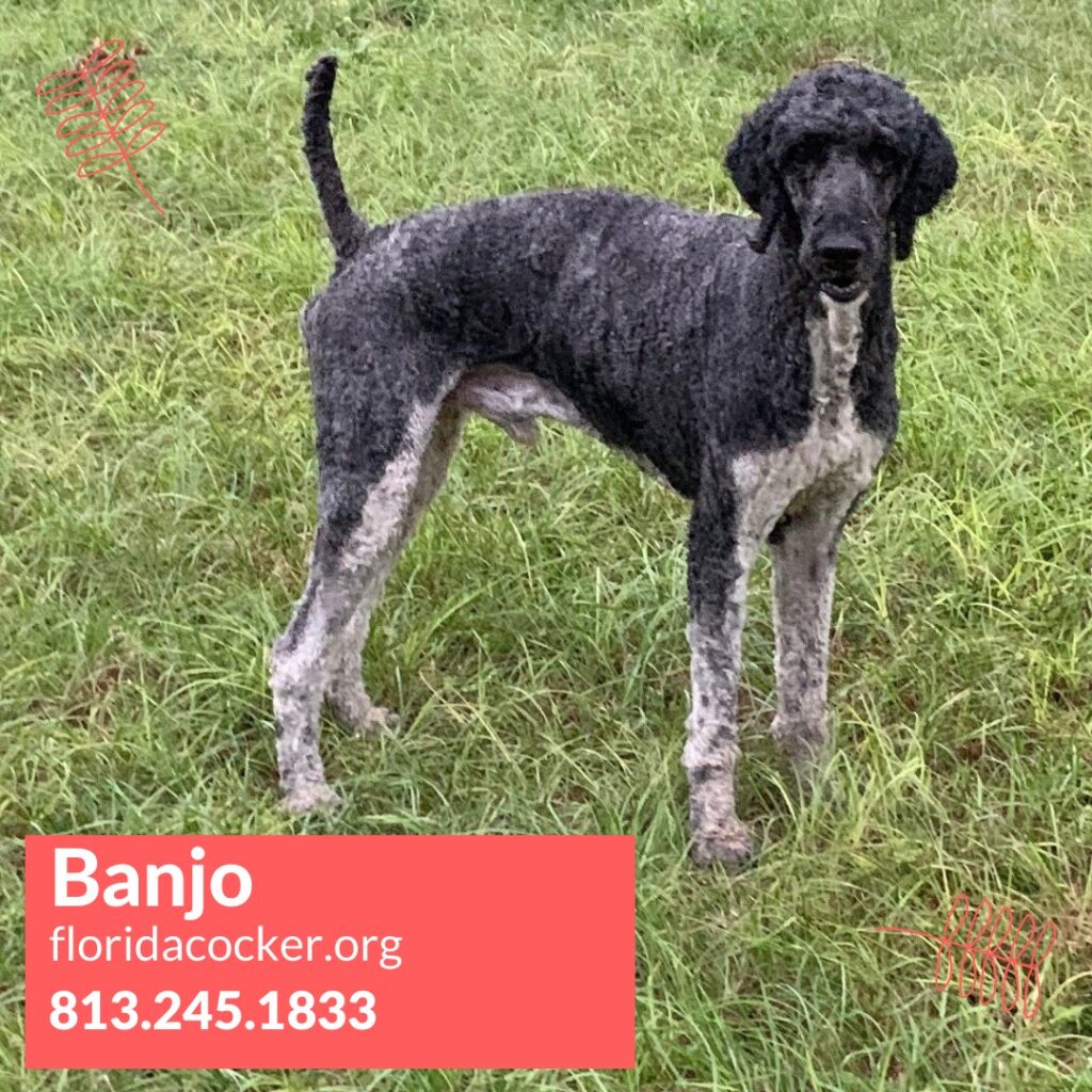 Banjo