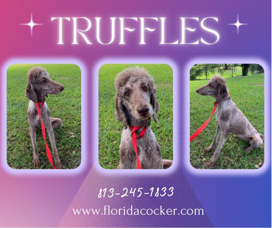 Truffles