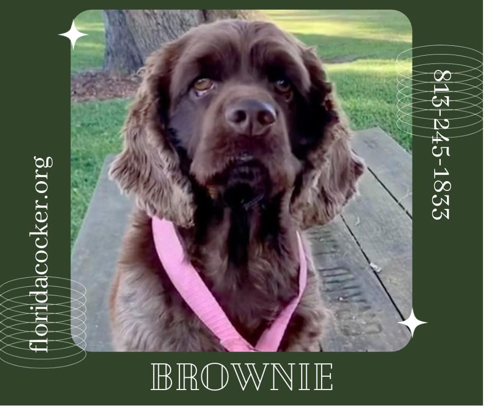 Brownie