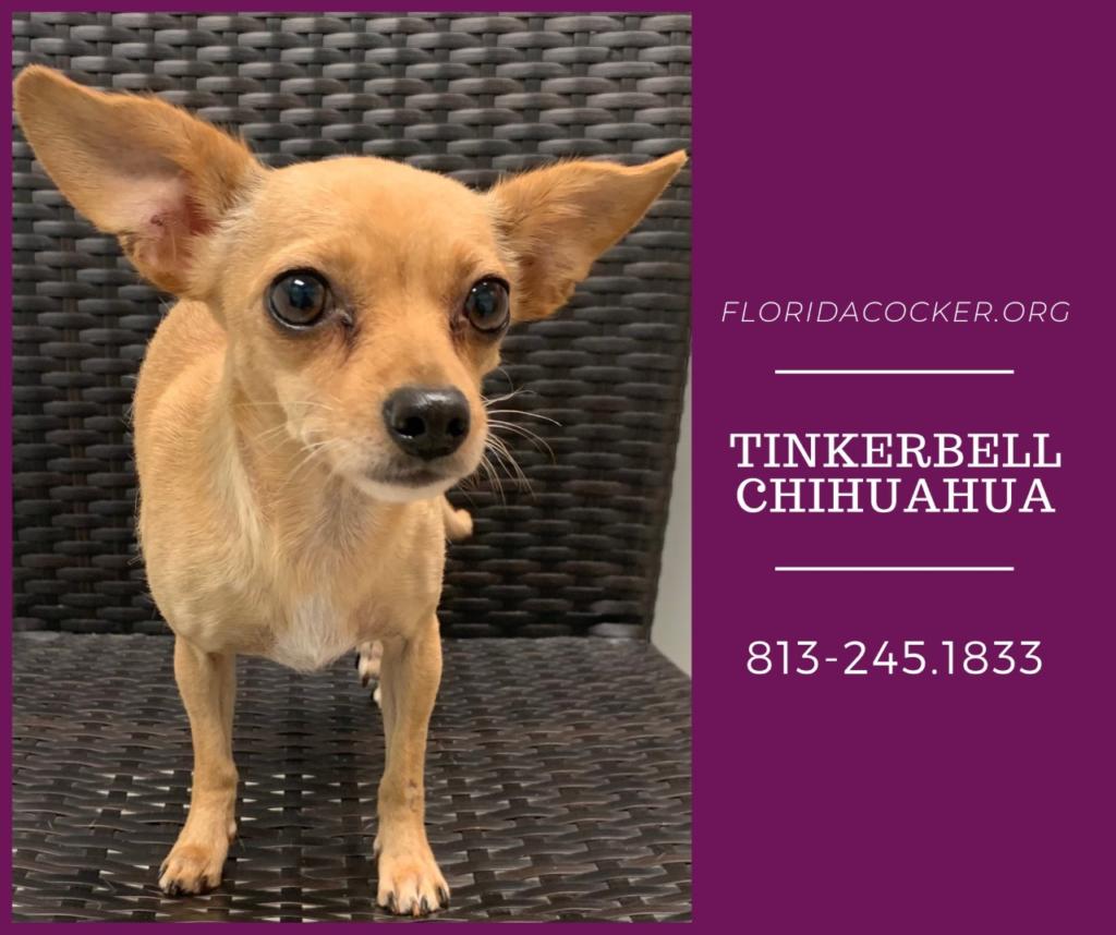 Tinkerbell