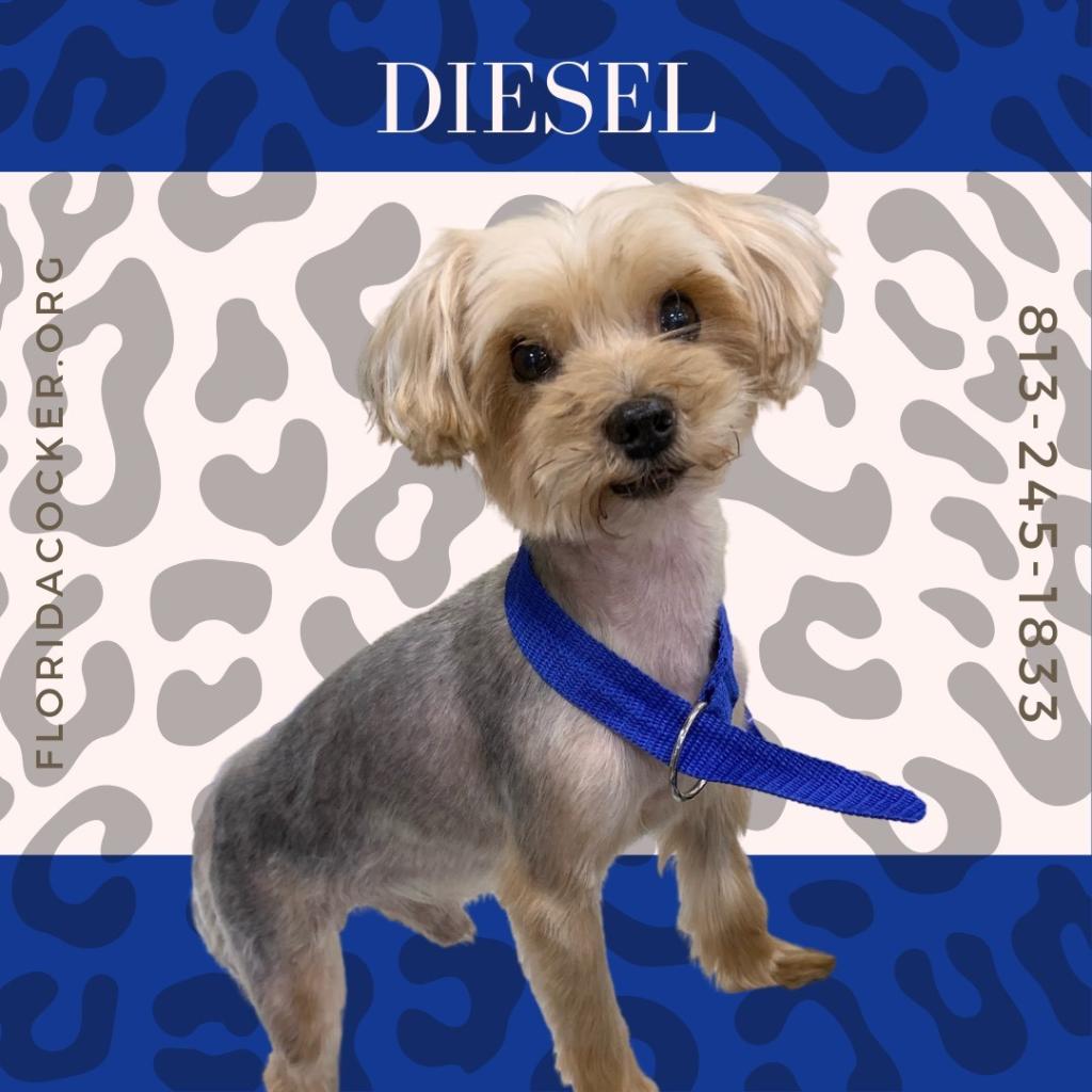 Diesel