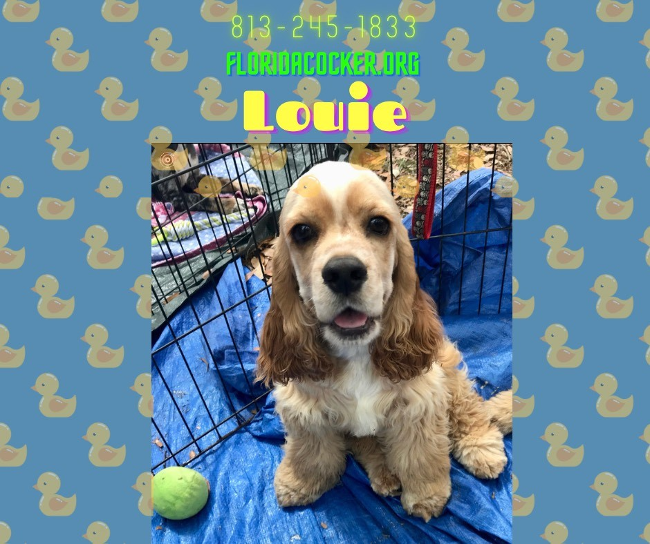 Louie