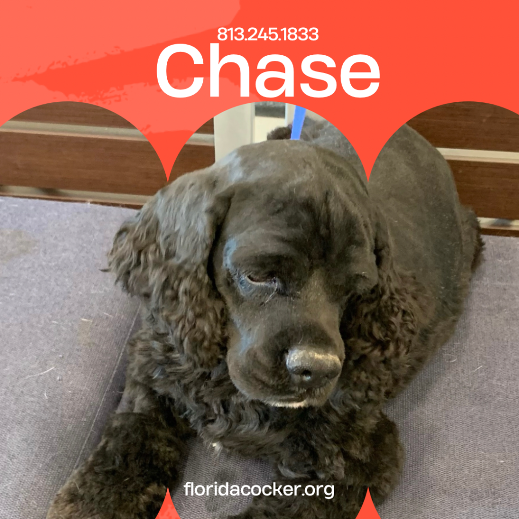 Chase