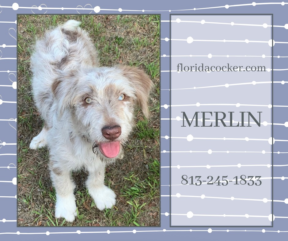 Merlin