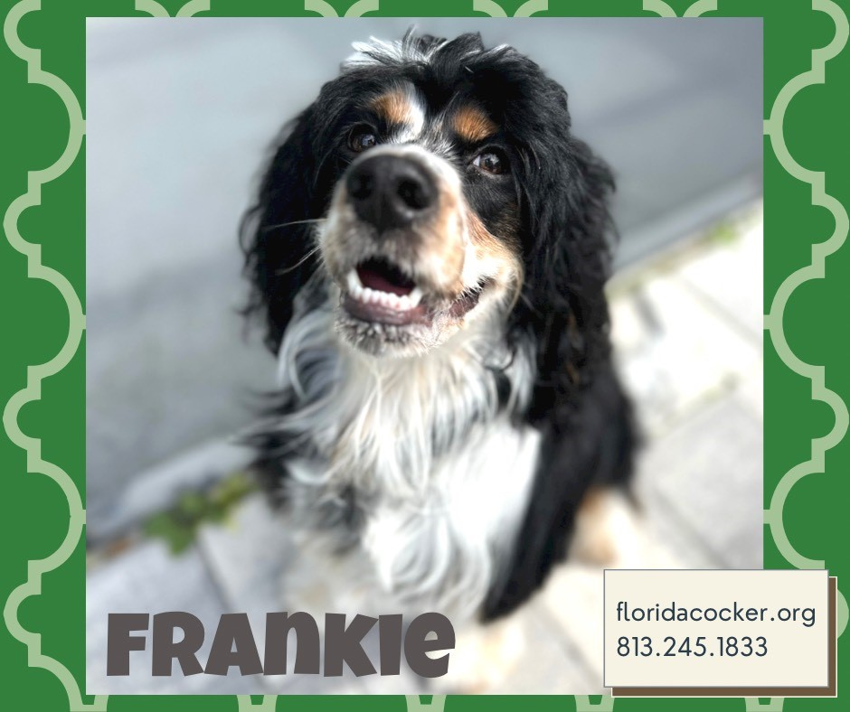 Frankie