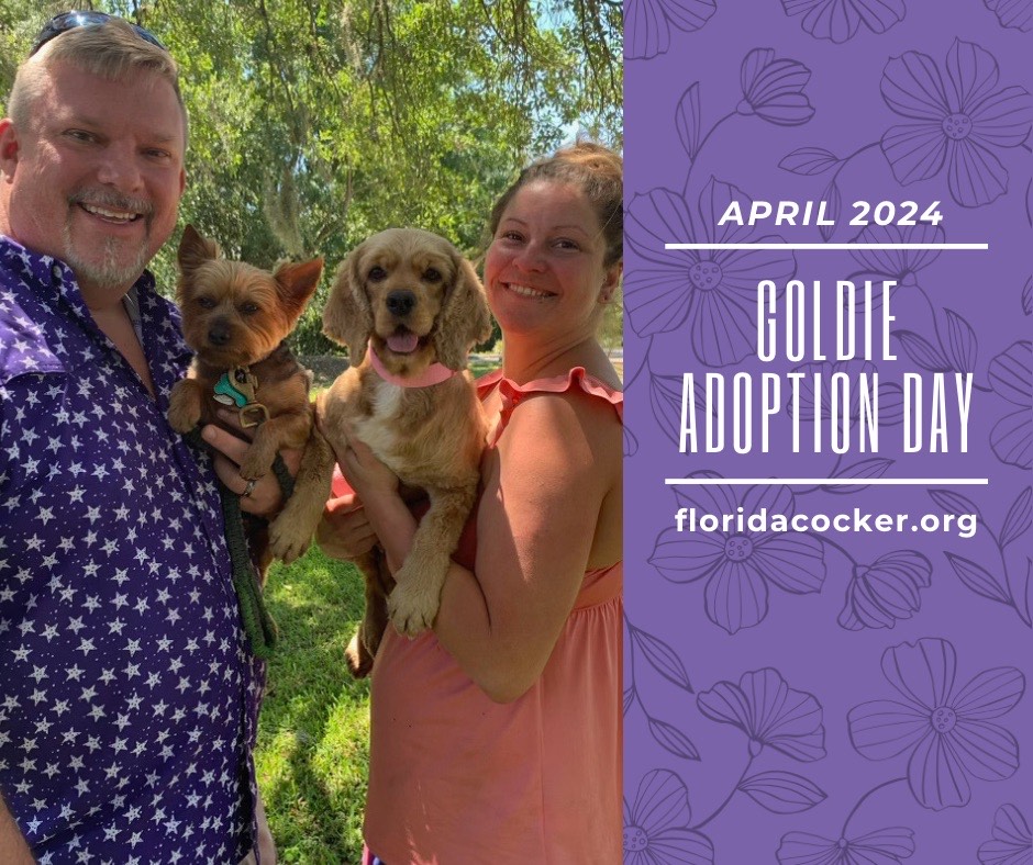 Goldie Adopt