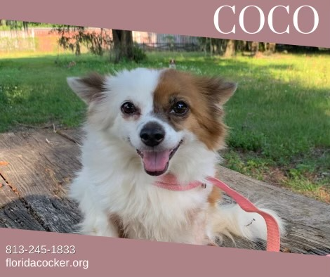 Coco