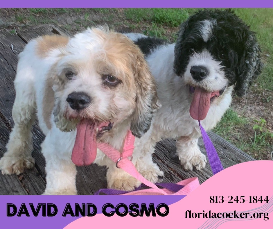 David And Cosmo