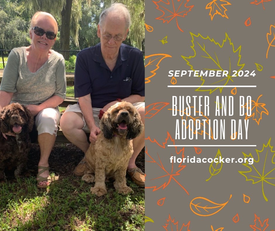 Buster And Bo Adopt