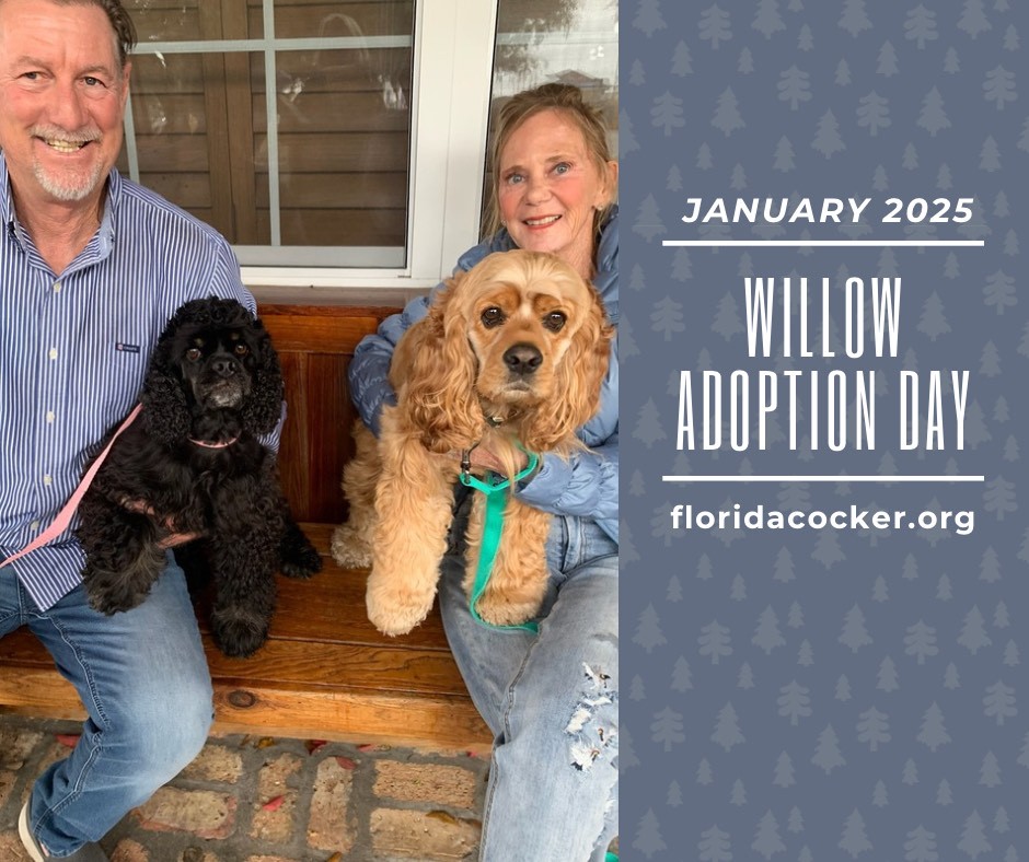 Willow Adopt