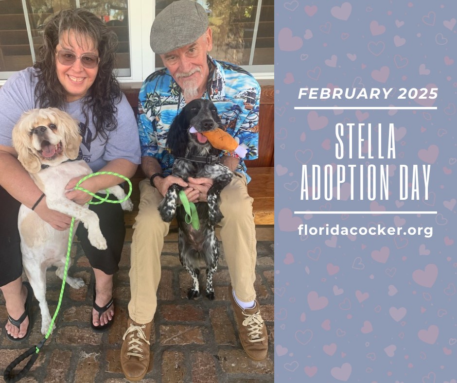 Stella Adopt