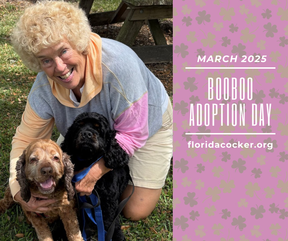 Booboo Adopt